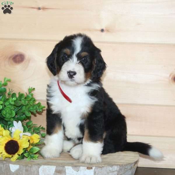 Peanut Butter Swirl, Bernedoodle Puppy